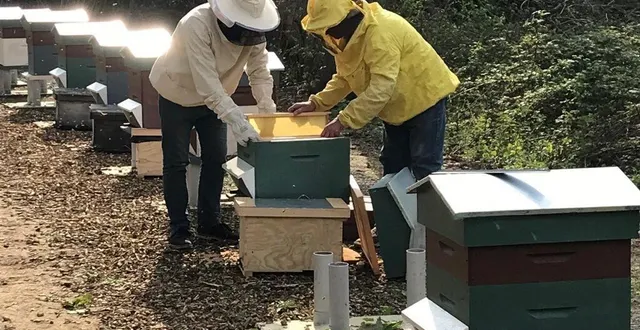 photo  opération transfert réussie ce mercredi soir. à noter que toutes ruches neuves ont été mises en peinture par michel guenier, l’adhérent le plus âgé (88 ans), de bee linked.  &copy;  ouest-france 