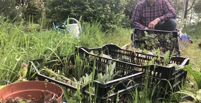 photo  xavier est passionné par les plantes.  &copy;  le maine libre 