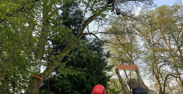 photo  sébastien scagliola en haut d’un érable sycomore lors des championnats interrégionaux d’arboristes-grimpeurs ces 23 et 24 avril 2022 à pointel (orne).  &copy;  ouest-france 