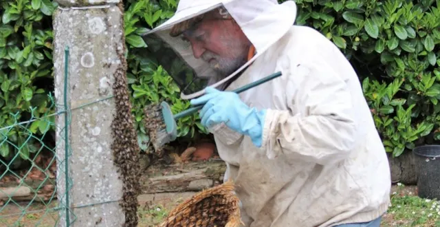 photo  l’apiculteur raymond delacour, installé à la-selle-la-forge, a récupéré un essaim d’abeilles à saint-georges-des-groseillers, le mardi 3 mai 2022.  &copy;  ouest-france 