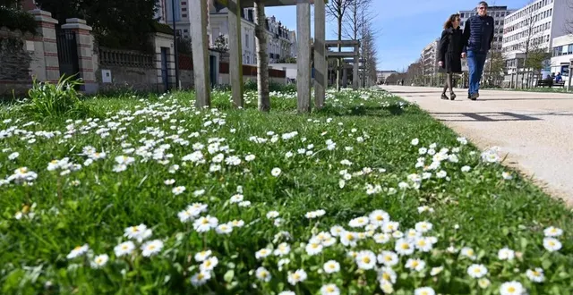 photo  « l’enjeu se situe au niveau des tissus urbains où il faut parvenir à donner une place au végétal », selon hélène cruypenninck, adjointe à l’environnement et à la nature de la ville d’angers.  &copy;  vincent michel / ouest-france 