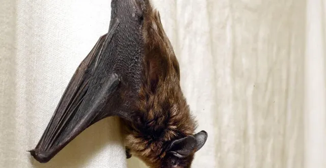 photo  les observations liées aux chauves-souris sont les bienvenues.  &copy;  archives ouest-france 