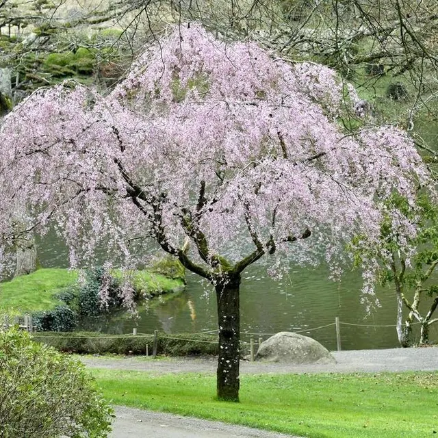 photo le parc oriental de maulévrier, dans le maine-et-loire. ici un cerisier en fleurs.  ©  archives ouest-france/marc roger