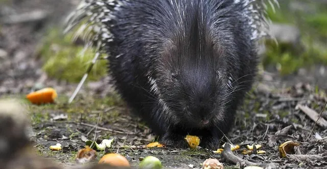 photo  en cette mi-mai 2022, le porc-épic échappé du zoo de pescheray n’a pas été retrouvé.  &copy;  archives le maine libre – denis lambert 