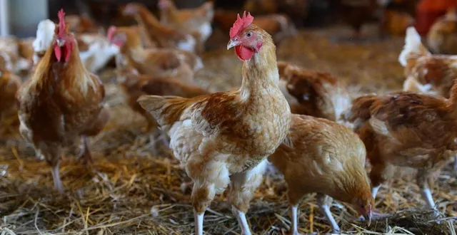 photo  les volailles d’élevage doivent être à l’abri, pour éviter la propagation de la grippe aviaire.  &copy;  photo d’illustration : archives presse océan -josselin clair 