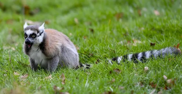 photo  le parc animalier a rouvert le 5 février. la saison a bien démarré, selon son directeur.  &copy;  archives yvon loue – hervé petitbon 