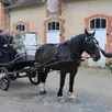 photo sous la conduite de daniel boittin, éleveur équin, patrice favier, maire de montigny (sarthe), fait patienter le cheval dada, avant le départ d une promenade en calèche pour l’ukrainienne inna et les enfants, en l’absence d’anna et victoria.