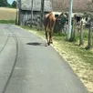 photo  le cheval a été récupéré sain et sauf dimanche 8 mai, dans l’après-midi. 