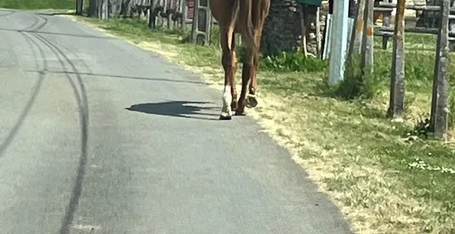 photo  le cheval a été récupéré sain et sauf dimanche 8 mai, dans l’après-midi.  &copy;  capture d’écran facebook 
