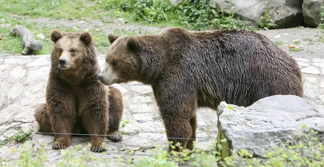 photo  gromit, l’ours du zoo de pescheray, est décédé.  &copy;  archives 