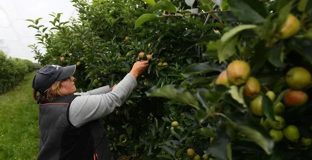 photo  la campagne d’éclaircissage va démarrer dans quelques semaines. les arboriculteurs anticipent le recrutement par crainte de manquer de saisonniers.  &copy;  archives illustration le courrier de l’ouest – josselin clair 