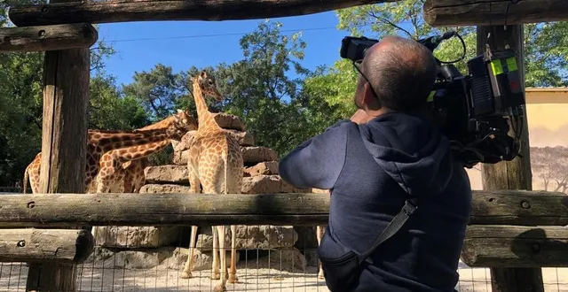 photo  le tournage d’« une saison au zoo » a repris depuis le 10 mai au parc zoologique de la flèche. il devrait s’achever en juillet.  &copy;  ouest-france 