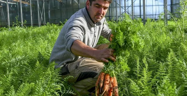 photo  à la ferme du beury, à chantenay-villedieu, le maraîcher s’interroge sur une éventuelle reprise de consommation.  &copy;  le maine libre – yvon loué 
