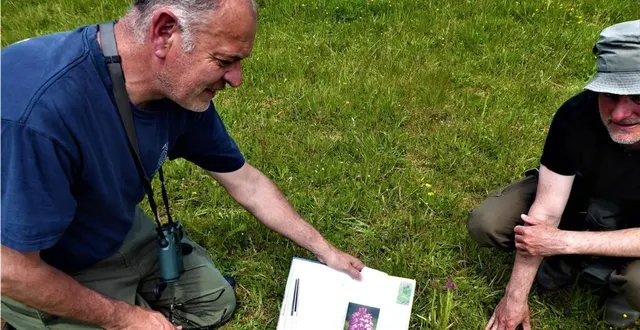 photo  identification terre à terre par vincent bironneau de l’anacamptis pyramidalis ou orchidée des champs…  &copy;  le maine libre 