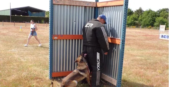 photo  démonstration de ring : pixel, un berger belge malinois de 3 ans, a retrouvé « l’homme d’attaque » caché.  &copy;  le maine libre 
