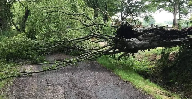 photo  la forêt est dangereuse en raison de chutes possibles de branches et d’arbres.  &copy;  photo le maine libre 