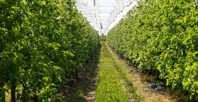 photo  pour l’éclaircissage, les producteurs de pommes s’appuient sur des saisonniers. mais ce n’est pas si simple d’en recruter, constate la maison leroy, à oizé. (photo d’illustration)  &copy;  archives ouest-france / eddy lemaistre 