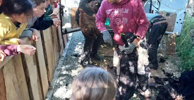 photo  les écoliers attentifs lors de cette séance de tonte des moutons réalisée une fois par an.  &copy;  ouest-france 