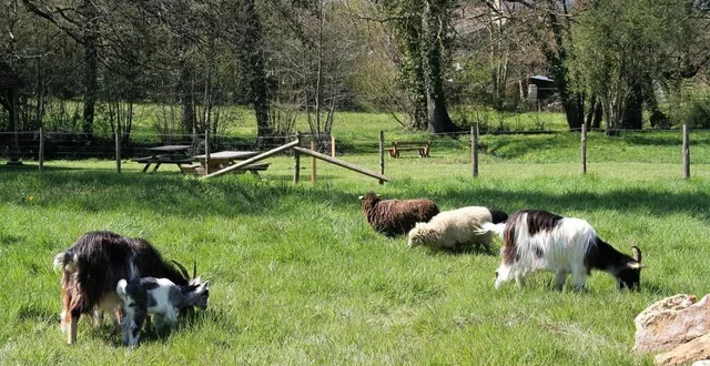 photo  l’éco-pâturage, une solution écologique pour les communes, chèvres ou moutons.  &copy;  archives le maine libre 