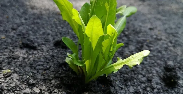 photo  l’orchis bouc, une fleur qui ne manque pas d’air.  &copy;  ouest-france 