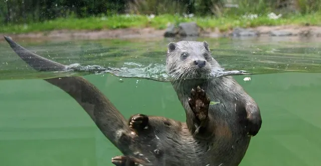 photo  une sortie canoë entre bagneux et saint-martin-de-sanzay est organisée pour en apprendre plus sur les loutres et les castors. ?  &copy;  archives co – marie delage 