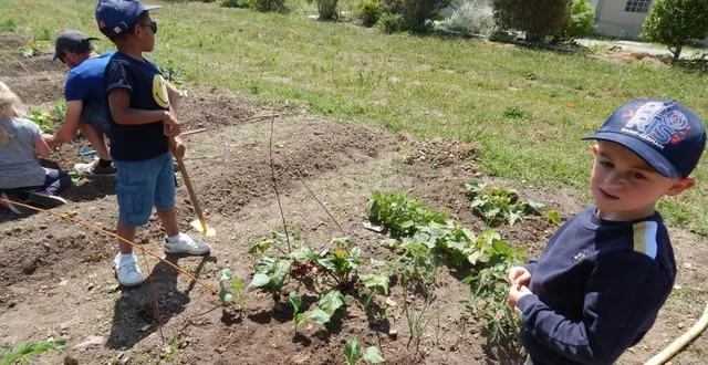 photo  dans leur jardin du moulin de rotrou, les écoliers cultivent des salades, radis, petits pois, tomates, betteraves…  &copy;  le maine libre 