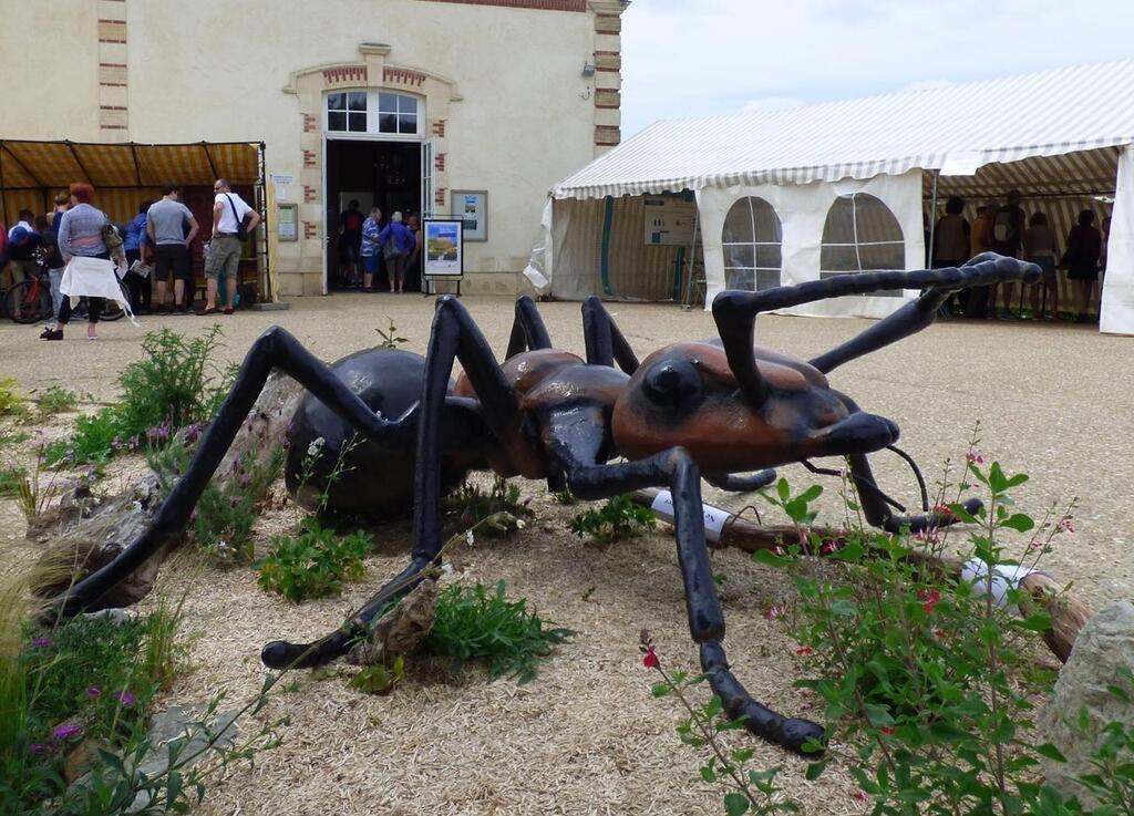 Le Mans. Les petites b tes en f te le 5 juin l Arche de la