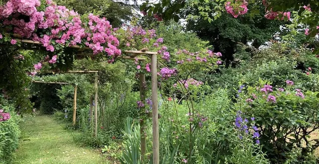 photo  odile leconte a environ 400 rosiers dans son jardin au 2, rue richard, à fresnay-sur-sarthe. la roseraie avait été créée par son arrière-grand-père.  &copy;  odile leconte 