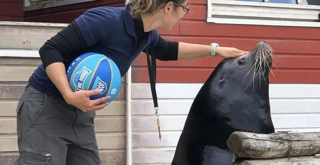 photo  bérénice, responsable secteur aquatique zoo de la flèche avec lucky, otarie mâle 25 ans, photographiés par le maine libre en juillet 2020.  &copy;  le maine libre 