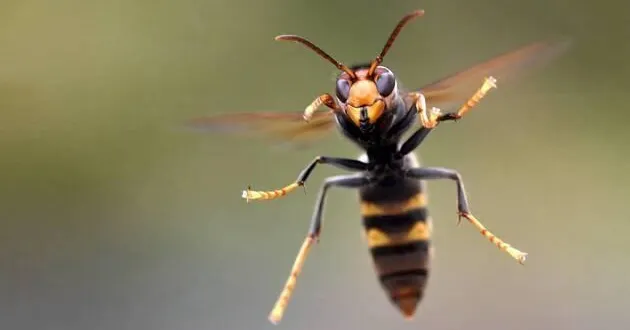 photo  la tête du frelon asiatique est noire avec la face orange et allongée.  &copy;  dr 