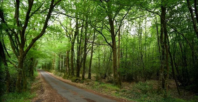 photo  l’onf rappelle quels sont les risques d’incendie dus aux voitures dans les forêts en juin 2022, notamment en sarthe.  &copy;  étienne lizambard 