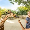 photo à la rencontre des girafes en famille, au bioparc de doué-la-fontaine.