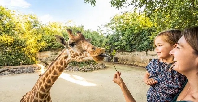 photo  à la rencontre des girafes en famille, au bioparc de doué-la-fontaine.  &copy;  christophe martin / bioparc chabot 