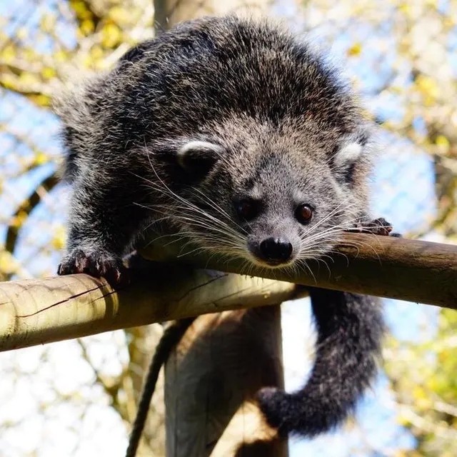 photo le binturong, parfois appelé chat-ours, fait partie des espèces que le zoo parc de trégomeur abrite.  ©  zoo parc de trégomeur