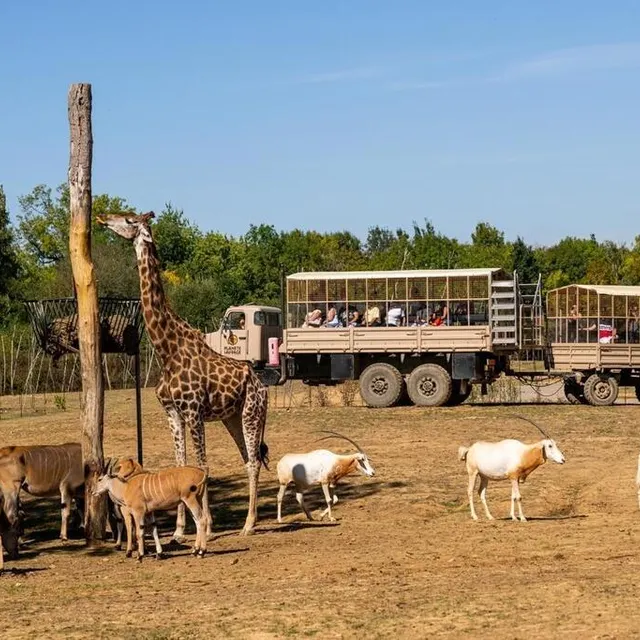 photo le camion brousse surélevé de planète sauvage, à port-saint-père, permet d’observer de près les animaux.  ©  stéphane leludec