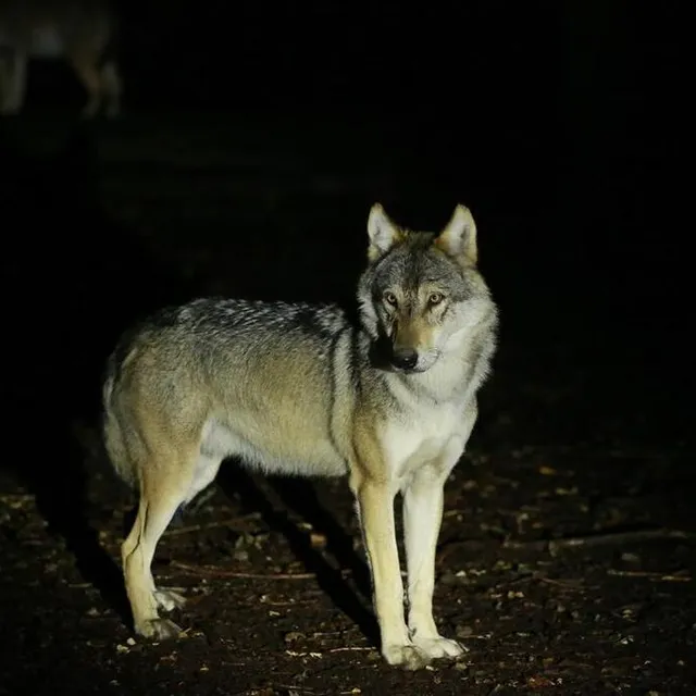 photo les loups se laissent plus facilement approcher la nuit. le domaine de pescheray propose des visites nocturnes pendant l’été.  ©  domaine de pescheray