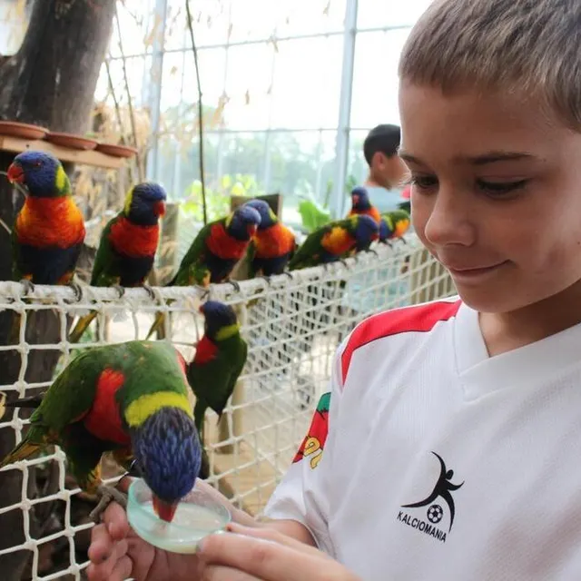 photo au parc du cerza, à hermival-les-vaux, les volontaires peuvent donner du nectar aux loriquets.  ©  cerza