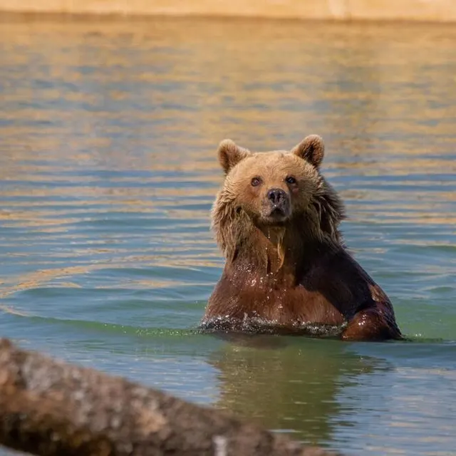 photo la famille d’ours bruns du zoo de la boissière-du-doré s’est installée au printemps 2022 dans son nouvel espace de 2,4 ha.  ©  c. heuzé / zoo de la boissière-du-doré