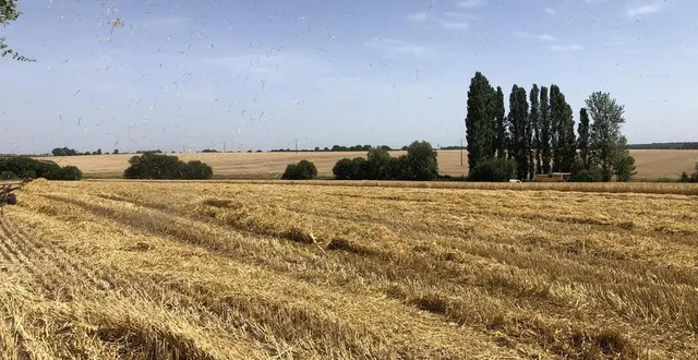 photo  à poillé-sur-vègre, la moisson de l’orge est en plein boom.  &copy;  ouest-france 