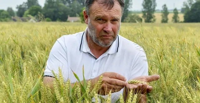 photo  à tennie, dominique defay observe avec beaucoup d’attention la maturité du blé. il a commencé la récolte de l’orge.  &copy;  le maine libre – yvon loue 