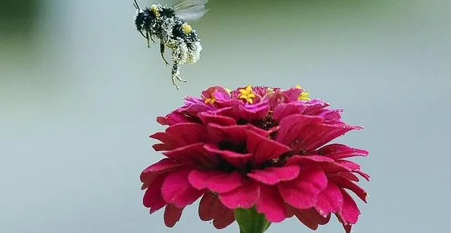 photo  tout au long de l’été, l’arche de la nature propose un concours photo sur le thème « la nature en plein vol ».  &copy;  archives le maine libre - hervé petitbon 