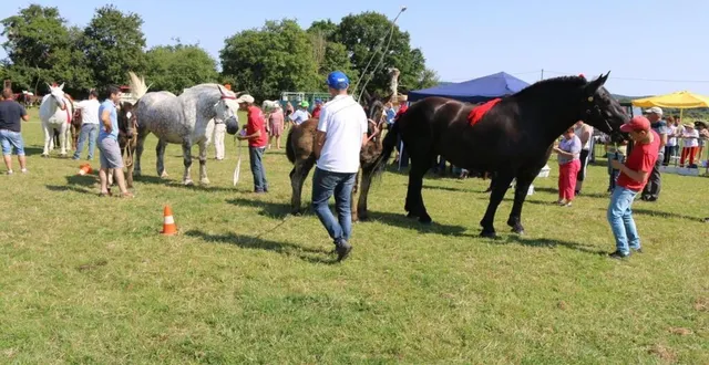photo  un groupe de juments à la présentation du jury.  &copy;  ouest-france 