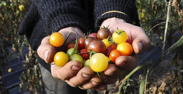 photo  fruits et légumes seront à vendre.  &copy;  archives le maine libre – yvon loué 