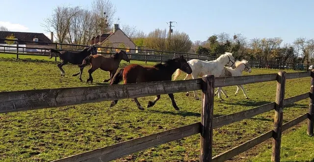 photo  une mission pour sensibiliser au bien être animal, à la spa.  &copy;  ouest-france 