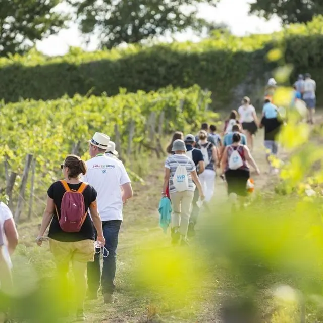 photo vignes vins randos revient pour une 19e édition qui chemine dans les vignes.  ©  s. frémont