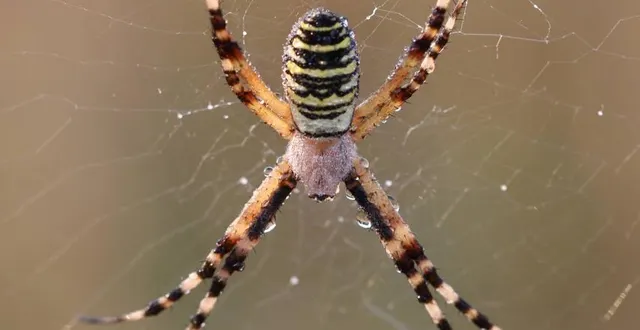 photo  parmi les mal aimés : l’épeire frelon.  &copy;  michel jardin 