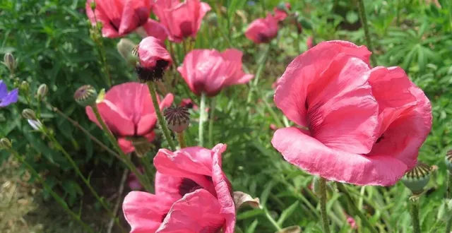 photo  les fleurs et leurs familles…  &copy;  archives le maine libre 