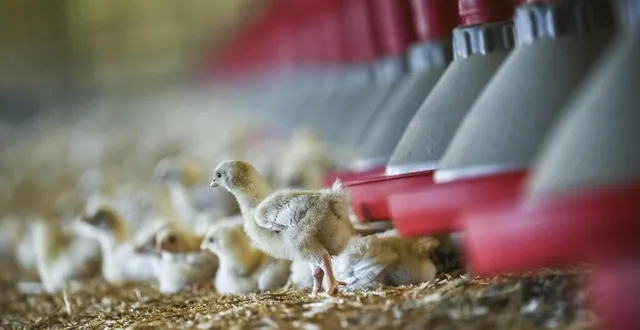 photo  les conditions dans lesquelles travaillaient les salariés de l’entreprise de ramassage de volailles posent question.  &copy;  archives le maine libre – denis lambert 