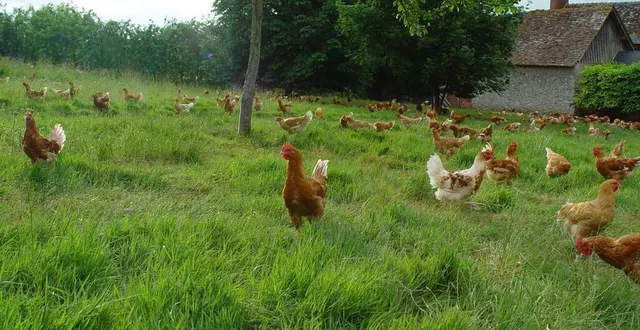 photo  les poulets de loué, élevés en liberté, seront les premiers à bénéficier de l’étiquetage planet-score.  &copy;  archives ouest-france 