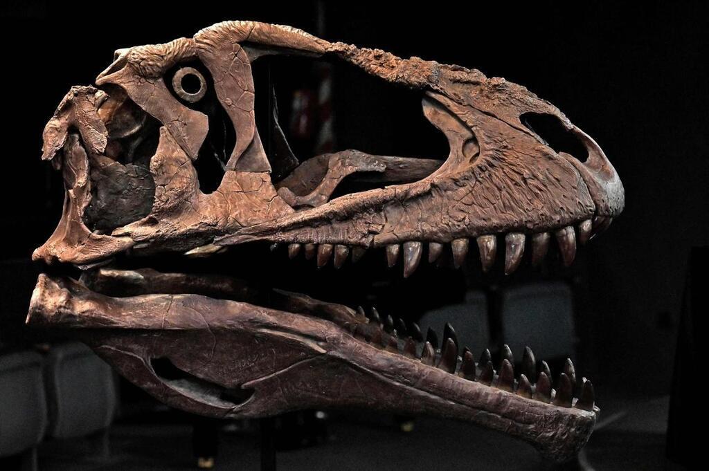 Un nouveau dinosaure géant aux bras raccourcis - Sciences et Avenir